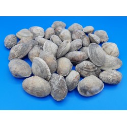 ALMEJA CHINA 60/80 BOLSA 1 KG