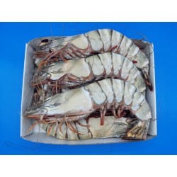 LANGOSTINO JUMBO ESTUCHE 2...